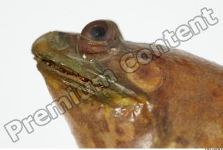 Bullfrog Rana catesbeiana 0040
